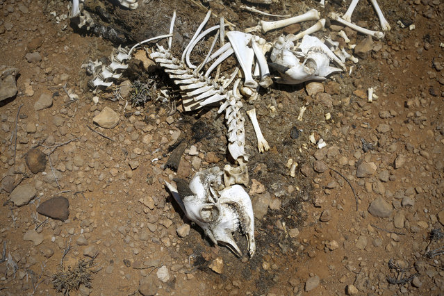 A carcass of an animal that died of a severe drought is seen near a pastoralists' settlement in Bandarbeyla district in Somalia's semi-autonomous region of Puntland, Somalia, 24 March 2017. (Photo by Dai Kurokawa/EPA)