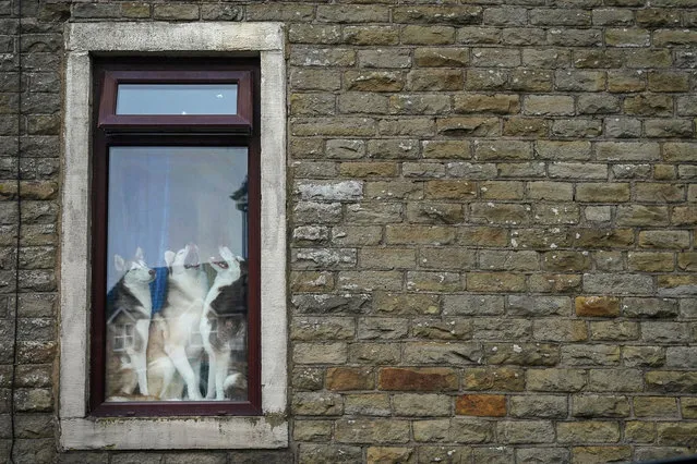 Dogs look out from the the window of their home on June 14, 2021 in Oldham, United Kingdom. (Photo by Christopher Furlong/Getty Images)
