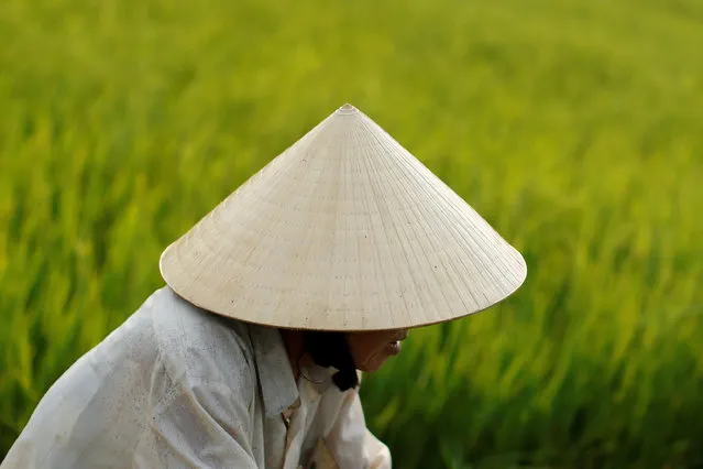 A woman wearing a traditional hat, known as a non, la sits in a rice field outside Hoi An, Vietnam April 5, 2016. (Photo by Jorge Silva/Reuters)