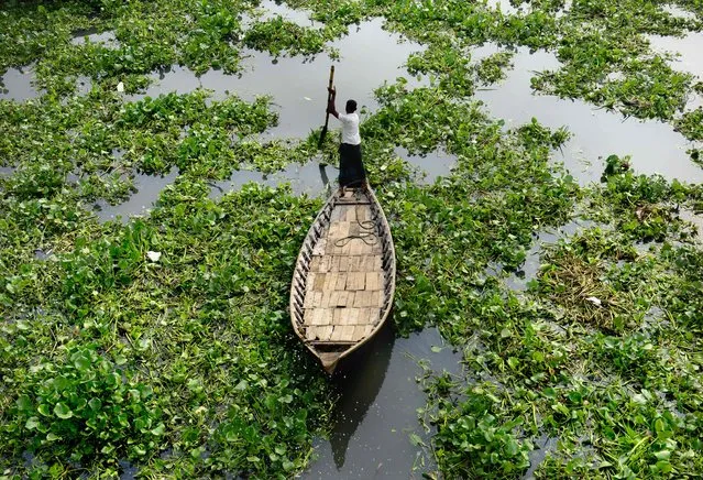 A Bangladeshi boatman makes his way through hyacinth plants in the Buriganga River during a strike called by the Jamaat-e-Islami religious political party to protest against the execution of leader Motiur Rahman Nizami in Dhaka on May 12, 2016. Bangladesh May 10 deployed thousands of police in the capital to prevent violence, after the main Islamist party called a nationwide strike to protest against its leader's execution for warcrimes. Jamaat-e-Islami party president Motiur Rahman Nizami was hanged late May 10 following his conviction for the massacre of intellectuals during Bangladesh's 1971 war of independence from Pakistan. (Photo by AFP Photo/Stringer)