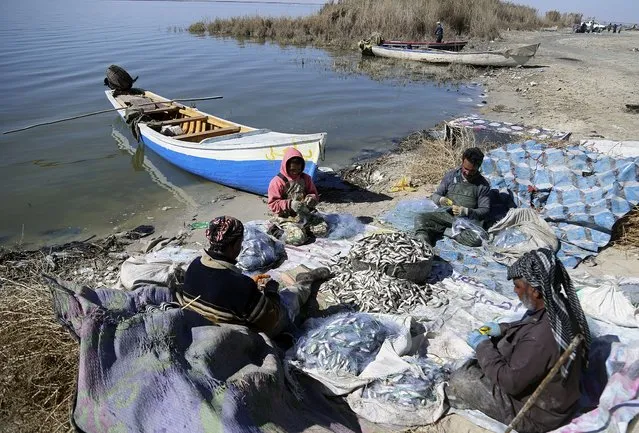 Fishermen sort their catch on the bank of Razzaza Lake, also known as Lake Milh, Arabic for salt, in the Karbala governorate of Iraq,, February 14, 2022. One of Iraq’s largest lakes, it is seeing a significant decline in water levels, and has been hit by pollution and high levels of salinity. The number of dead fish that turn up is bigger than the number of live fish they can catch. (Photo by Hadi Mizban/AP Photo)
