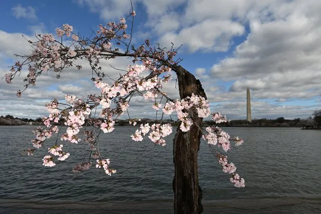 A blooming cherry tree is seen along the Tidal Basin on Sunday March 20, 2022 in Washington, DC. As Covid-19 precautions begin to lift around the country large crowds are able to once again descend upon the region for the blossoming cherry trees. (Photo by Matt McClain/The Washington Post)