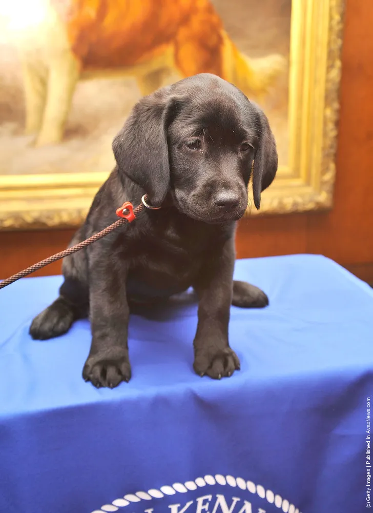 American Kennel Club Announces Most Popular Dogs in the U.S.