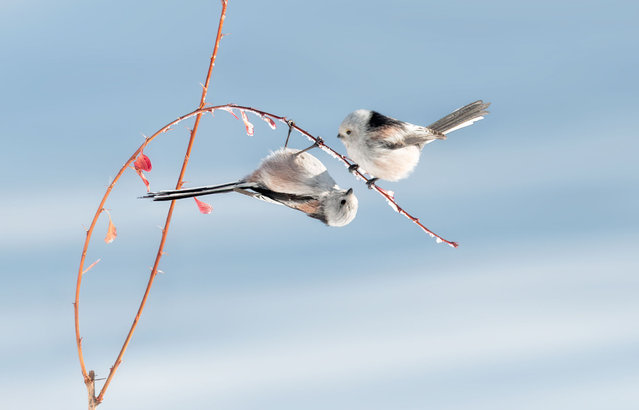 Cute long-tailed tits frolic on a snow-covered tree branch and enjoy berries on January 20, 2024 in Daqing, Heilongjiang Province of China. (Photo by Chi Shiyong/VCG via Getty Images)