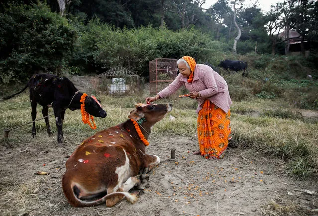 A woman offers prayers to a cow during a religious ceremony celebrating the Tihar festival, also known as Diwali, in Kathmandu, Nepal on October 28, 2019. (Photo by Navesh Chitrakar/Reuters)