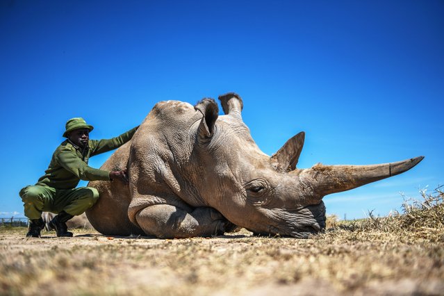 Najin, one of the last two northern white rhinos, is looked after at the Ol Pejeta conservation centre in Laikipia, Kenya on September 07, 2024. The northern white rhinos were once found in Central Africa, but illegal hunting fueled by the demand for rhino horn has decimated their presence in the wild. (Photo by Gerald Anderson/Anadolu via Getty Images)