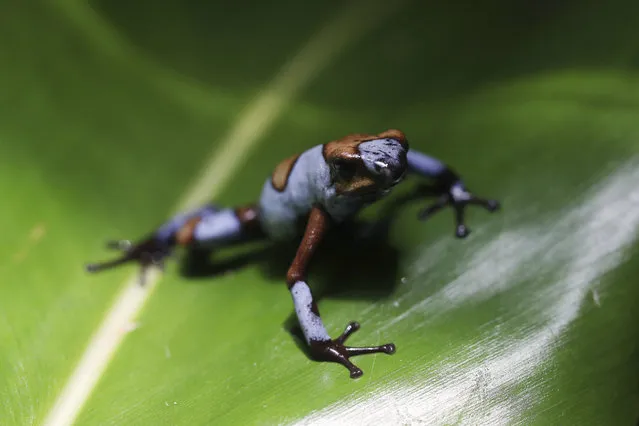 An Oophaga histrionica blue stands at the “Tesoros de Colombia” frog breeding center in Cundinamarca, Colombia, Tuesday, April 23, 2019. The blue is a of poison dart frog endemic to the Choco region of western Colombia. (Photo by Fernando Vergara/AP Photo)