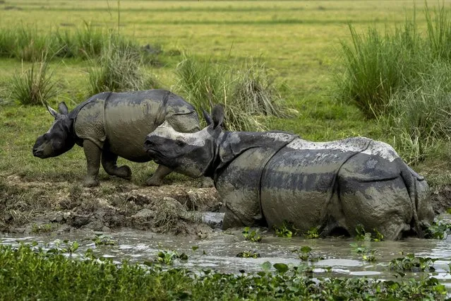 A mother and calf one-horned rhinoceros at the Pobitora Wildlife Sanctuary on the outskirts of Gauhati, India on May 7, 2022. The sanctuary is known for its Indian one-horned rhino population. (Photo by Anupam Nath/AP Photo)