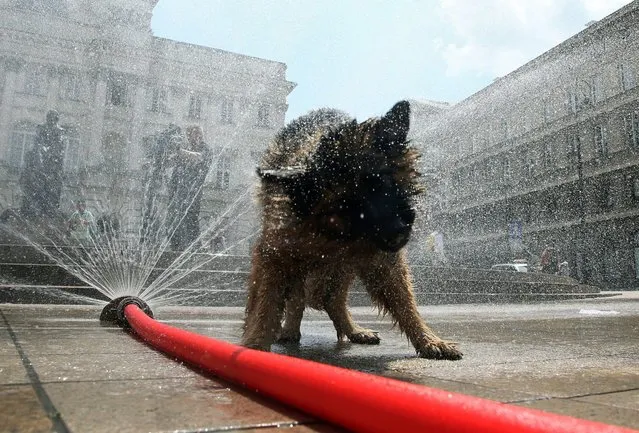 A dog cools itself off with water from a hose on a hot day in Warsaw, Poland, 23 June 2016. A spell of a very hot weather is going through Poland with temperatures of more 30 degrees Celsius. (Photo by Tomasz Gzell/EPA)
