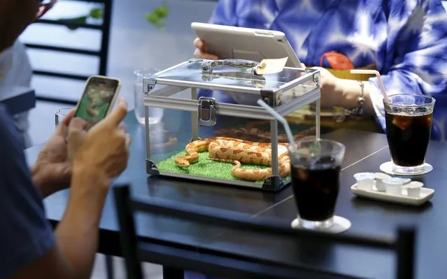 Customers take photos of a snake at the Tokyo Snake Center, a snake cafe, in Tokyo's Harajuku shopping district  August 14, 2015. (Photo by Toru Hanai/Reuters)