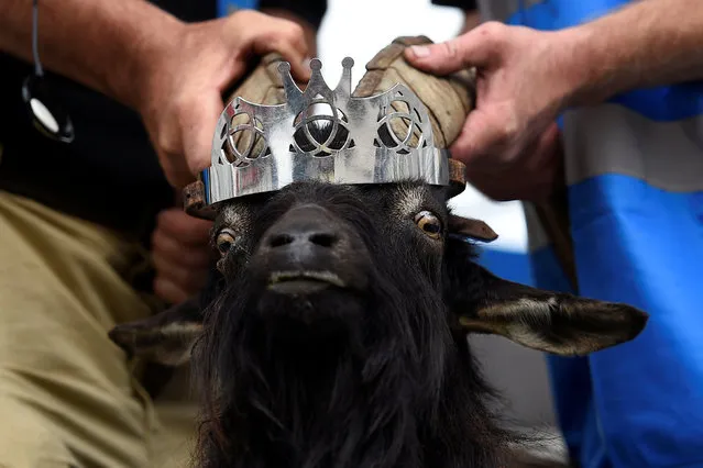 A crown is affixed to a wild goat as it is crowned King Puck and will be held on a platform above the town for three days in Killorglin, Ireland on August 10, 2017. (Photo by Clodagh Kilcoyne/Reuters)