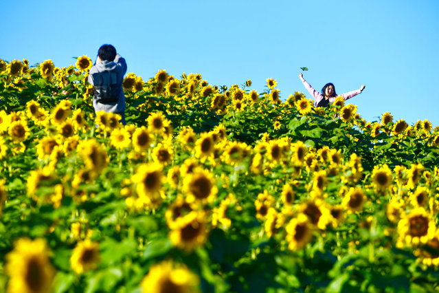 Tourists enjoy blooming sunflowers at Beijing Wenyuhe Park in autumn on October 19, 2024 in Beijing, China. (Photo by Yang Yi/Beijing Youth Daily/VCG via Getty Images)