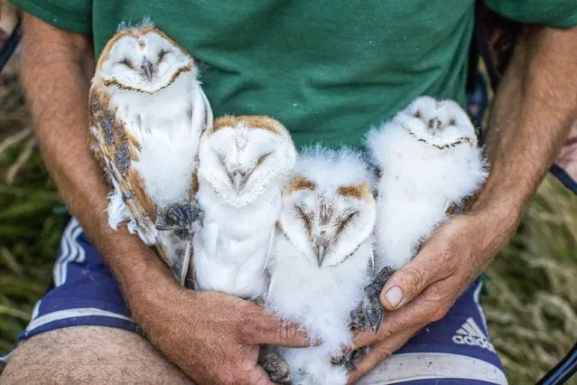Volunteer nest minder Peter Toner holding the four owlets after they have been ringed close to the shores of Lough Neagh in Crumlin, Co. Antrim on July 18, 2022. (Photo by Liam McBurney/PA Images via Getty Images)