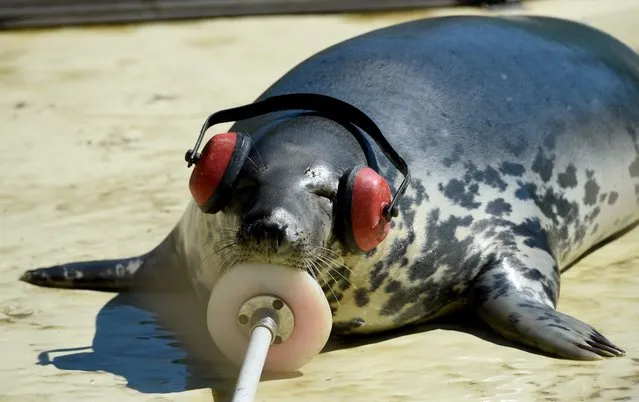 Gray seal “Juris” rests on 20 July 2016 in Friedrichskoog, northern Germany, with earphones at its ears at seal station. Scientists use the earphones to play rhytmic clicking sounds to Juris. The experiment is part of a scientific study to investigate effects of noise pollution on seals that reside near off-shore windturbine installations. (Photo by Carsten Rehder/EPA)
