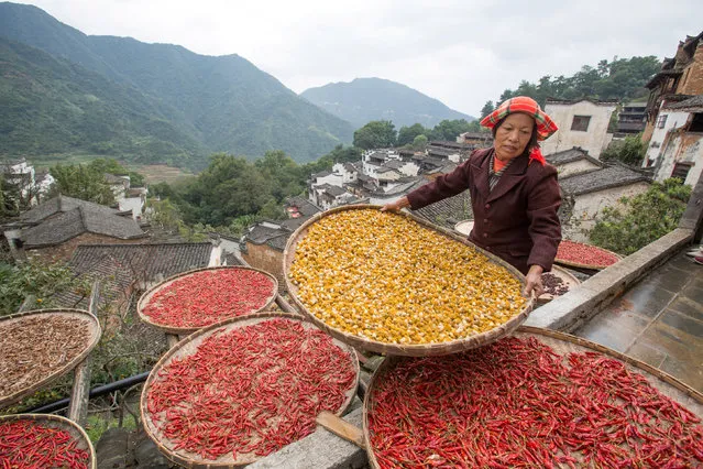 A farmer arranges crops to dry in Huangling ancient village in Wuyuan, Jiangxi province, China October 14, 2017. (Photo by Reuters/China Stringer Network)