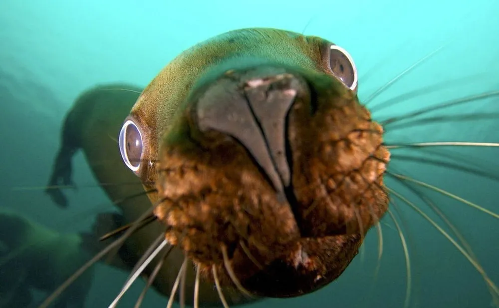 Cute little sea lions by Jon Cornforth