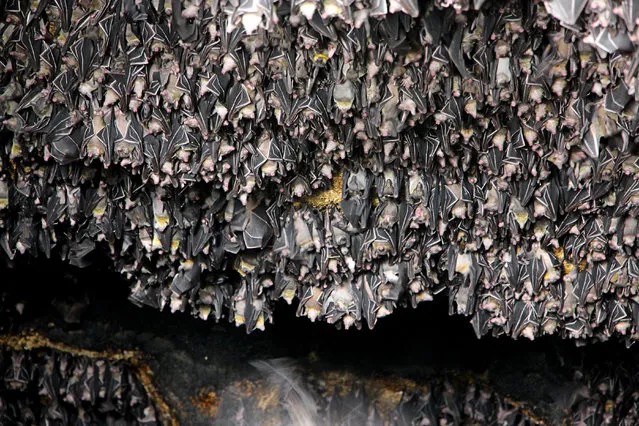 The “Geoffrey’s Rousette Fruit Bat” with scientific name (Rousettteus amplexicaudatus) while taking a rest inside the Monfort Bat Colony, located in the Monfort Cave at Samal Island in Province of Davao Del Norte, Mindanao, Philippines on October 27, 2017. The Monfort Bat’s hold’s Guinness Record in 2006 as the largest population of this bat species as approximately 1.8 million by Bat Conservation International and according to the Monfort Cave Bat management the population of their bats now is estimated that grew up more than 2.5 million this year. (Photo by Gregorio B. Dantes Jr./Pacific Press/Barcroft Images)