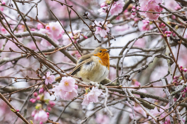 A robin in St James’s Park in London enjoys the springtime blossom on March 15, 2025. (Photo by Jack Hill/Times Media Ltd)