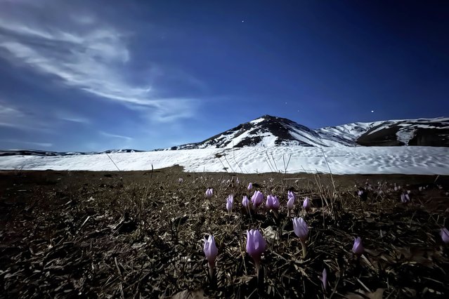 As temperatures rise in Ulukoy, a district of Battalgazi in Malatya,Turkiye, the snow begins to melt, and the crocuses, known as the heralds of spring, bloom, on March 9, 2025. (Photo by Bayram Ayhan/Anadolu via Getty Images)