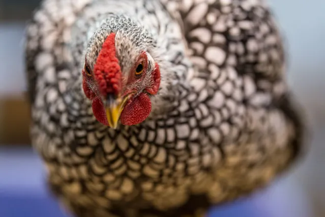 A Laced Wyandotte Bantam Silver Laced Pullet is pictured on display at the 45 th National Championship Poultry Show, hosted by “The Poultry Club of Great Britain” and held at The International Centre in Telford, Shropshire on December 2, 2017. (Photo by Oli Scarff/AFP Photo)
