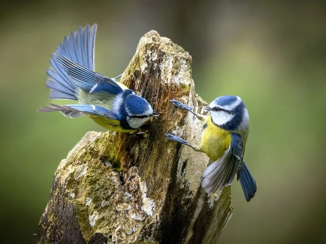 Blue tits argue in Shropshire, United Kingdom in the second decade of November 2022. (Photo by Martin Goff/Media Drum Images)