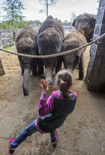Belgian girl Lola, 6, gestures in front of elephants at the Pairi Daiza wildlife park in Brugelette, September 6, 2015. Lola has been living in Pairi Daiza since she was born. Her father Koen Vanderschueren, who currently works as the zoo's deputy-manager, arrived in the park when it opened 19 years ago. Her mother Tania works as a zookeeper specialising in pandas and the nursery. (Photo by Yves Herman/Reuters)