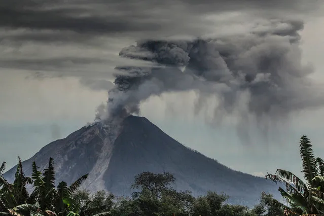 Mount Sinabung volcano spews thick volcanic ash in Karo, North Sumatra province on August 31, 2016.
Many residents in the area have been forced to relocate to other villages of northern Sumatra located at a safer distance from mount Sinabung volcano, one of most active in Indonesia. (Photo by Tibta Pangin/AFP Photo)