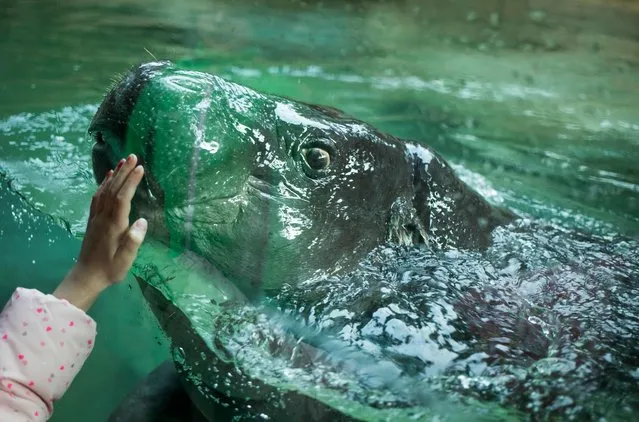 With her hand pressed against the glass, a young visitor interacts with a baby hippopotamus swimming in its enclosure at the Berlin Zoo on Janaury 1, 2018. Tourists and locals flocked to the zoo in the German capital on the unseasonably warm first day of the year. (Photo by Odd Andersen/AFP Photo)