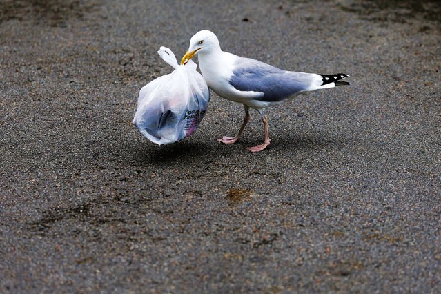 A seagull holds a plastic bag in its beak as it searches for food in Vannes, Brittany, France on May 28, 2025. (Photo by Stephane Mahe/Reuters)