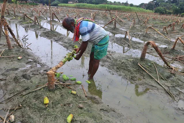 A man is seen picking off fruits from a tree that was left behind after the floods at Singair Upazila on August 20, 2020. Farmers lose their livelihood this year due to flood waters, as their only means of survival, the crop fields are washed away in flood waters along with their dreams of living happily with families, they now roam around helpless and hopeless. (Photo by Sultan Mahmud Mukut/SOPA Images/LightRocket via Getty Images)