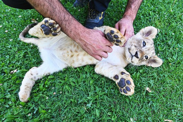 Lion cubs born at Gaziantep Natural Life Park are seen in Gaziantep, Turkiye, on July 12, 2025. Two couple lions named “Sultan” and “Nil”, gifted to Turkish President Recep Tayyip Erdogan by Sudan's former President Omar al-Bashir gave birth to three cubs as their names will be decided through a social media poll. (Photo by Adsiz Gunebakan/Anadolu via Getty Images)