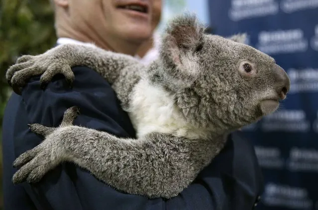 Jimbelung, a two-year-old koala, is held in the media center at the G20 Summit in Brisbane November 16, 2014. (Photo by Kevin Lamarque/Reuters)