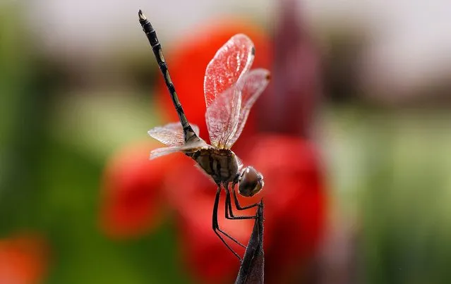 A Large White-faced Darter (Leucorrhinia pectoralis) rests on a flower in New Delhi, India, 15 May 2014. (Photo by Harish Tyagi/EPA)