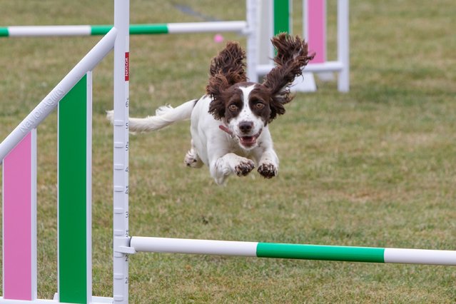 A determined four-legged athlete leaps on August 7, 2025 during the International Agility Festival, the world’s largest dog agility competition, at Rutland Showground, Oakham, UK – successful competitors will qualify for Crufts 2026. (Photo by Avalon)