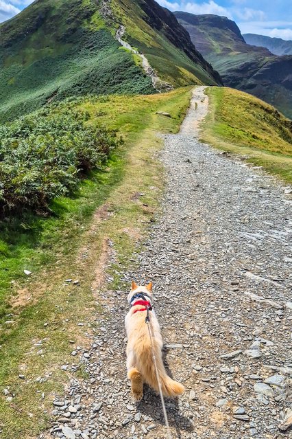 Louis the persian’s owners say he walks six miles a day and conquered the Three Peaks Challenge last year. Now the eight-year-old cat has completed the Great Ridge walk in the Peak District and, pictured, Catbells in the Lake District, UK in the second decade of August 2025. (Photo by Solent News & Photo Agency)
