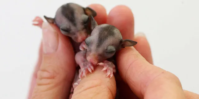 These tiny little sugar gliders are lucky to be alive after surviving a cat attack that killed their mother. Somehow the youngsters, who were just a few days old at the time, and the size of jellybeans, survived and were rushed to the Currumbin Wildlife Hospital in Queensland, Australia. (Photo by Adam Head/Newspix/REX Features)