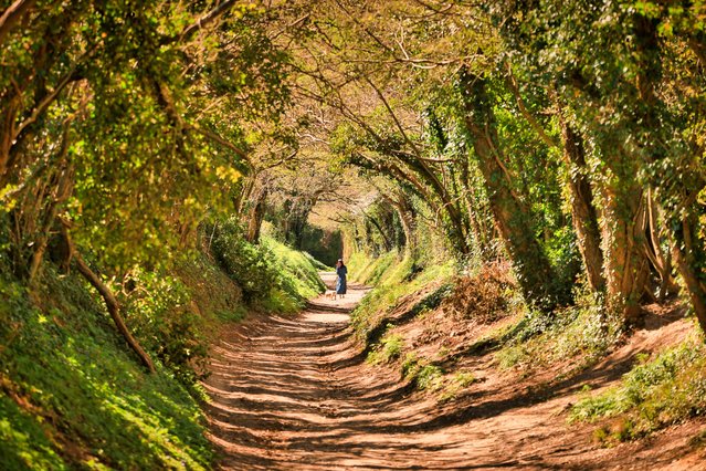 The picture dated April 6, 2025 shows the Halnaker Tree Tunnel in Chichester, West Sussex. The lane follows an ancient track along Stane Street, the 57-mile long London to Chichester Roman road. Over the years many have walked the ancient Roman road causing this part of the lane to form into a hollow way. (Photo by Endless Horizon Photography/Bav Media)