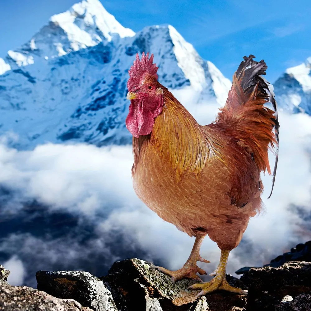 A “Egg-streme” Calendar