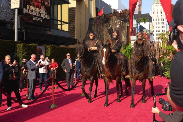 People in ape costumes ride horses at the “Kingdom of the Planet of the Apes” premiere at TCL Chinese Theatre in Los Angeles, California, USA, 02 May 2024. (Photo by Allison Dinner/EPA)