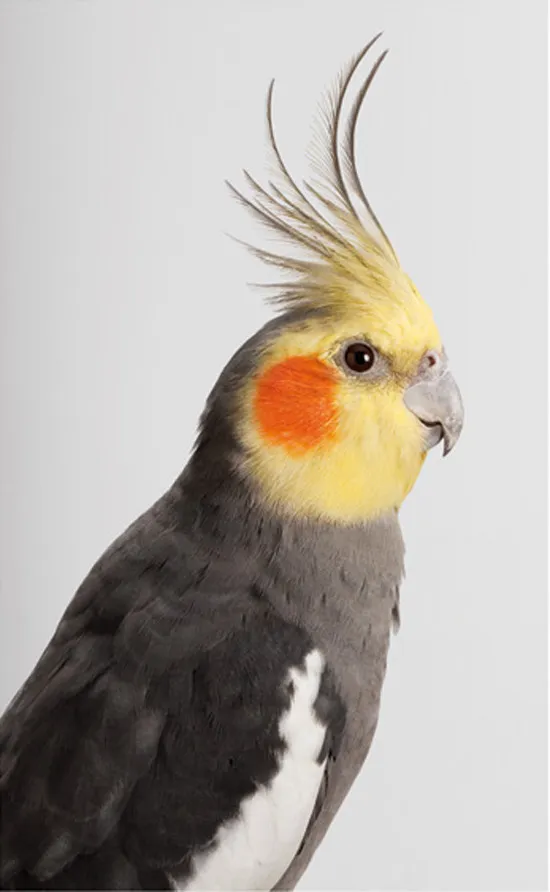 Cockatoos by Leila Jeffreys