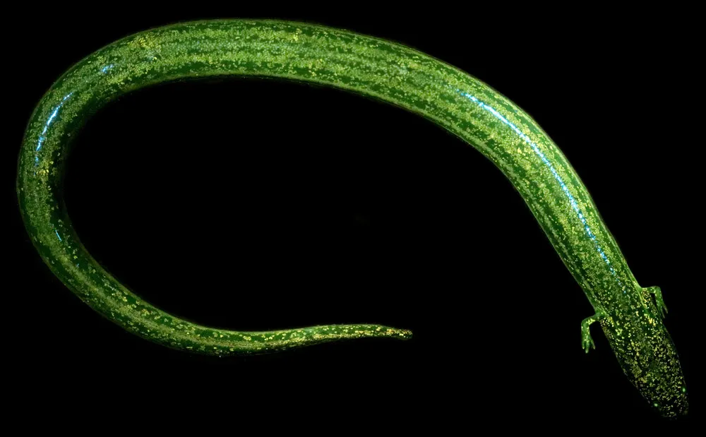 Some Photos: Animals