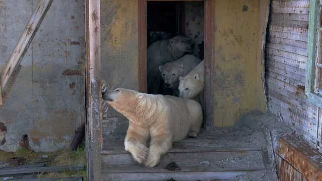 Polar bears have taken over the abandoned Soviet-era research station on Kolyuchin Island in the Chukchi Sea, in Russia's far northeast. Photo taken on September 14, 2025. (Photo by @makhorov/Reuters)