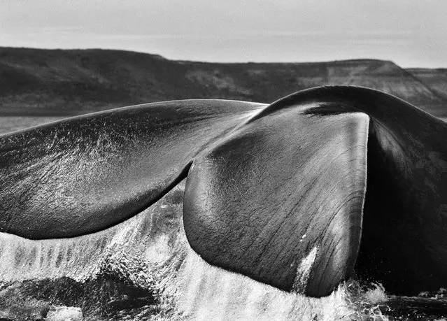 Along Argentina’s Valdés Peninsula, a southern right whale flexes its mighty tail. “We became friends with one,” says Salgado. “She came to our boat every day. You could touch her”. (Photo by Sebastião Salgado/Amazonas/Contact Press Images)