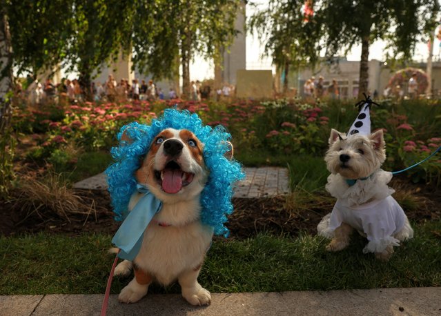 A Corgi dog and a West Highland Terrier take part in a costume parade at the Exhibition of Achievements of National Economy (VDNKh) in Moscow, Russia, on August 30, 2025. (Photo by Evgenia Novozhenina/Reuters)