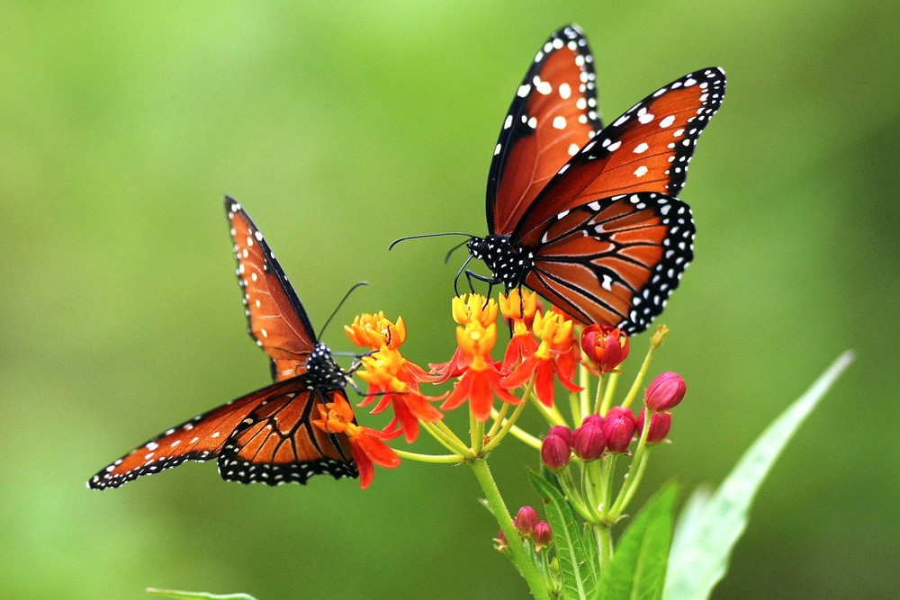 Some Photos: Insects