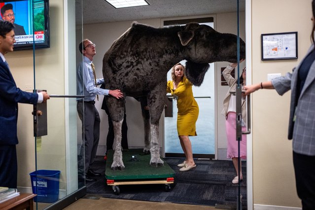Staff members for U.S. Sen. Jeanne Shaheen (D-NH) push a stuffed moose into their office on Capitol Hill on June 11, 2024 in Washington, DC. A stuffed moose named “Marty the Moose” and a stuffed bear named “Kodak the Bear” will be on display in Shaheen's office as part of the thirteenth annual Experience New Hampshire event. (Photo by Andrew Harnik/Getty Images)