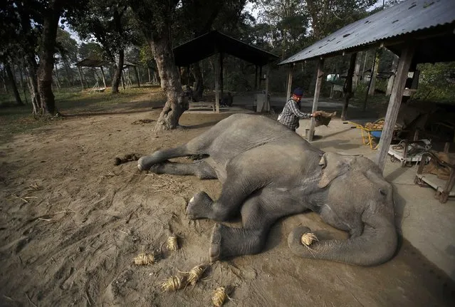 A mahout cleans his elephant before the Elephant Festival at Sauraha in Chitwan, south of Kathmandu, December 28, 2014. (Photo by Navesh Chitrakar/Reuters)