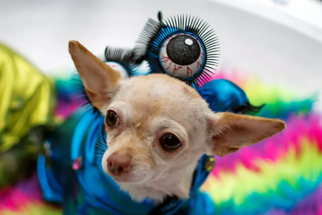 A dog dressed as an alien takes part in the annual halloween dog parade at Manhattan's Tompkins Square Park in New York, U.S. October 22, 2016. (Photo by Eduardo Munoz/Reuters)