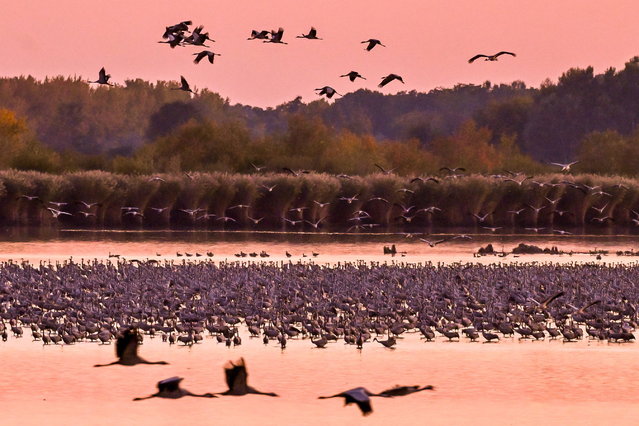 Gray cranes gather during sunset at their roosting site in the Hortobagy National Park, Hungary, 19 October 2025 (issued 20 October 2025). During the autumn migration from mid-September to late November, Hortobagy National Park serves as one of Europe's largest stop-over sites for the Common Crane or Grus grus, where they rest and feed before continuing their journey to the southern wintering grounds. (Photo by Zsolt Czegledi/EPA)