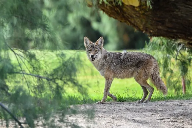 A coyote (Canis latrans) is spotted in Furnace Creek Ranch Golf Course at Death Valley National Park in California, United States on April 23, 2023. (Photo by Tayfun Coskun/Anadolu Agency via Getty Images)
